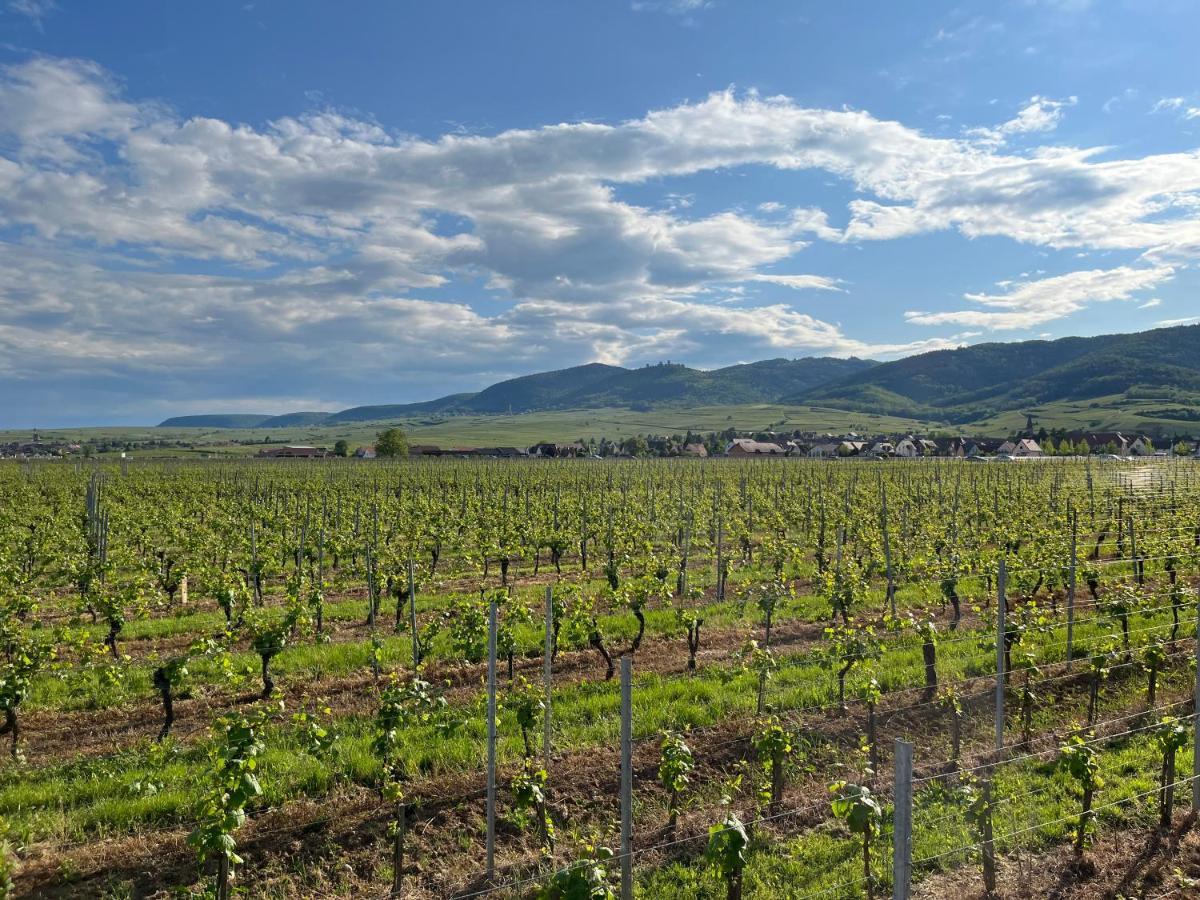 Proche Colmar Vignoble Appartement